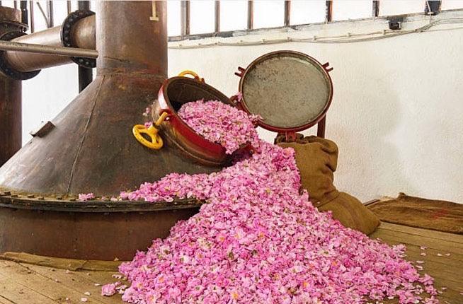 Nourishing Glow Rose Toner - 4.0 oz - Images by Miriam