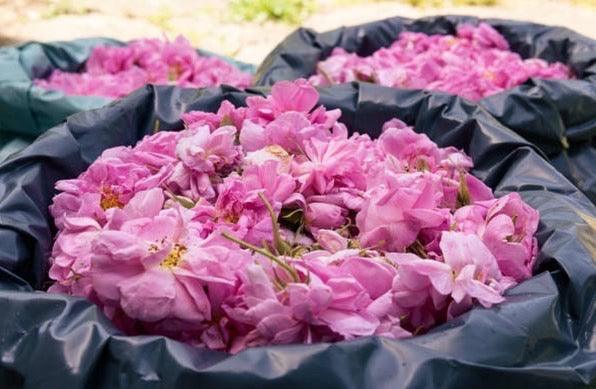 Nourishing Glow Rose Toner - 4.0 oz - Images by Miriam